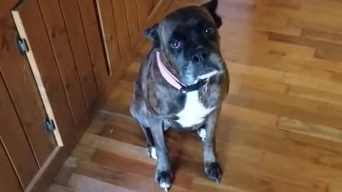 Amazing !!! a dog dance on wiggle wiggle , very lovely and cute