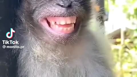 Crazy monkey