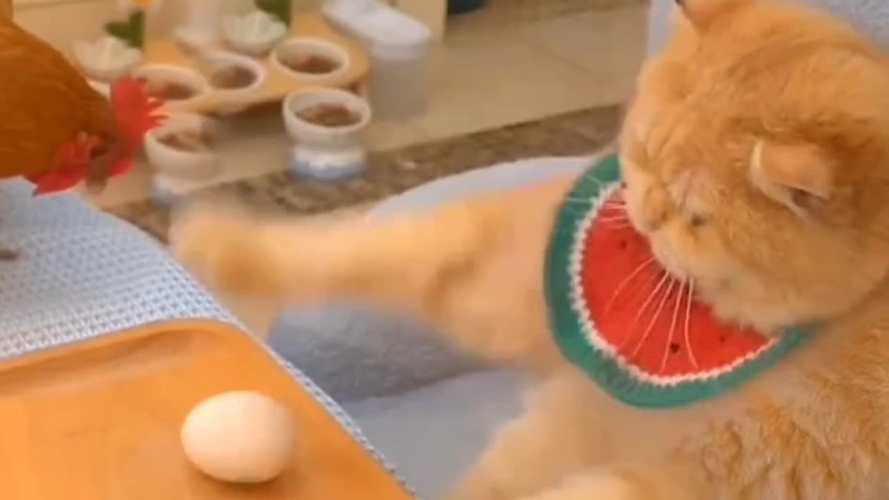 Epic Cat Fails - Try Not to Laugh! #animalshotel #shorts