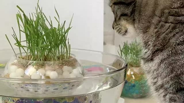 Cat grass pond for your cat 😸