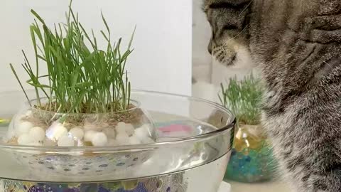 Cat grass pond for your cat 😸