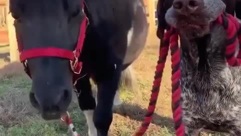 Taking my pony for a walk