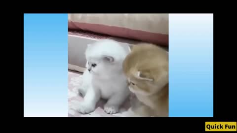 Dogs and Cats Very Funny Videos