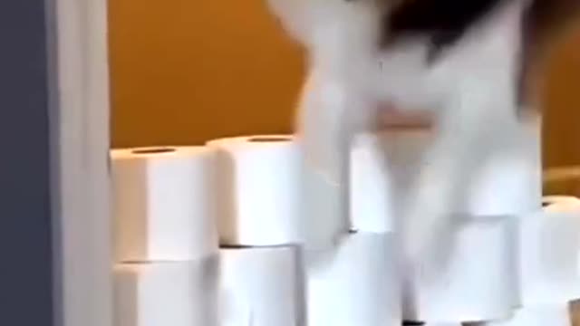 Dogs vs cats