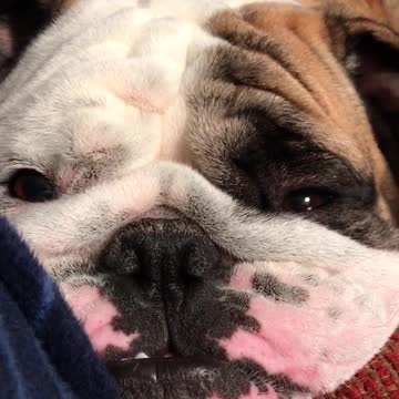 Tired Bulldog Demands Attention