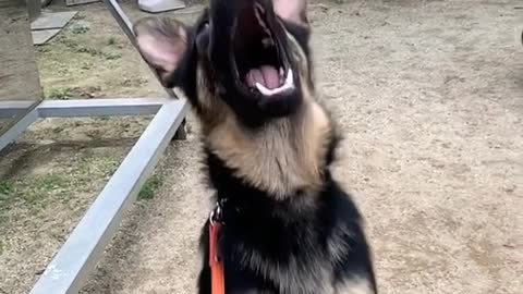 smart dogdog. haha