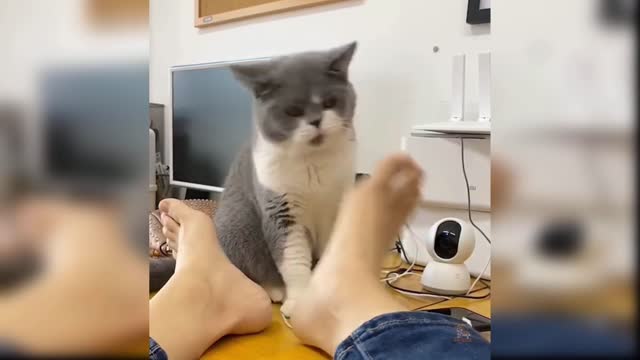 Cute and funny cat video...