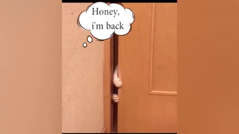 Funny cat