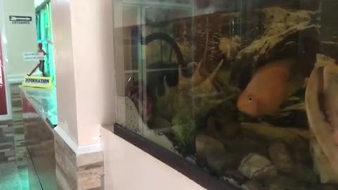 Woman plays with orange fish in aquarium