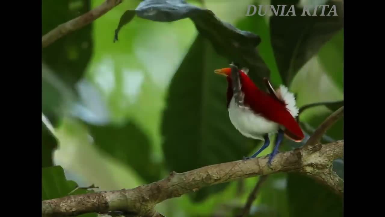 Papua :The Paradise of Beautiful and Exotic Birds