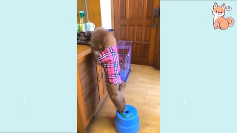 Funny DOG Videos