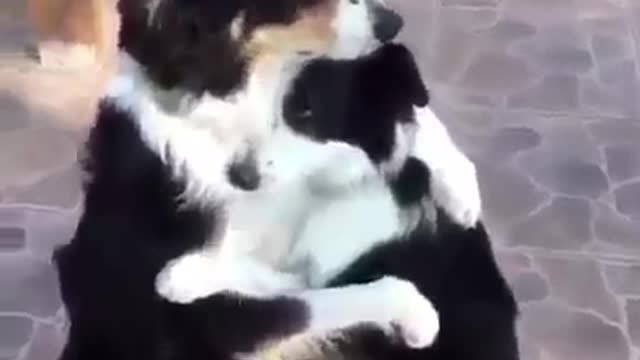 Funny and smart dog 14