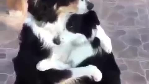 Funny and smart dog 14