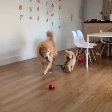 Teamwork does not work among dogs
