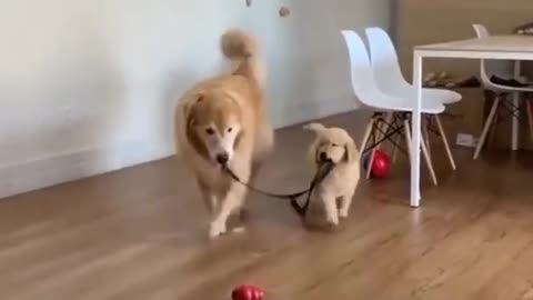 Teamwork does not work among dogs