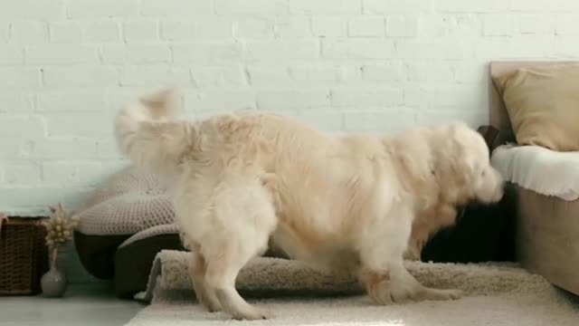 wow so cute dog is playing #shorts #trending #tiktok #cat #video #shortsfeed #viralshort #shortfeed