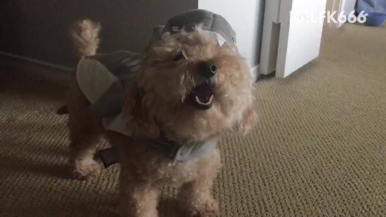 Small white dog wearing shark costume