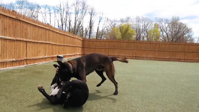 REACTIVE GERMAN SHEPHERD THROWN INTO A PACK OF DOGS ! ( CRAZY TURNOUT )