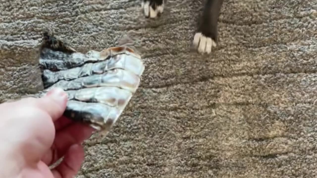 Pup Afraid To Eat His Treat