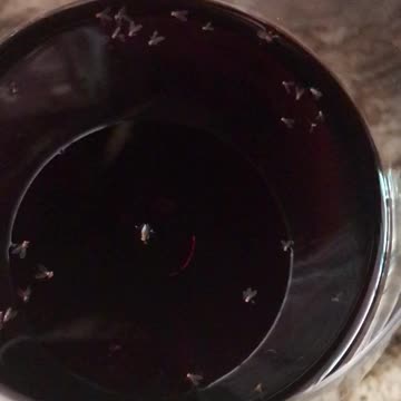 Bugs inside of coke wine dark drink clear cup