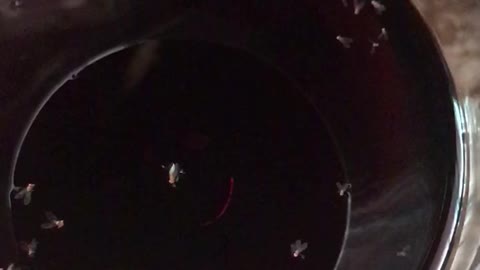 Bugs inside of coke wine dark drink clear cup