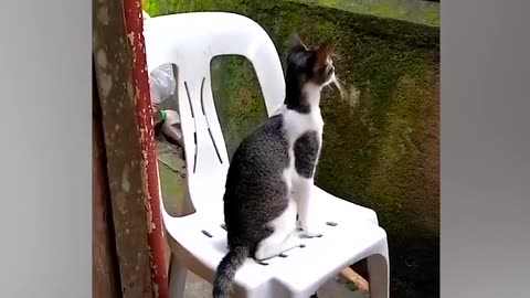 Nosey pet 🐱 Stands to Watch Neighbor's Squabble