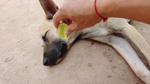 Wow Amazing!!! Lemon Prank Dog So Funny Try To Stop Laugh Challenge 2021(must watch)