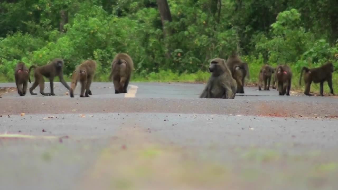 Baboons play and chase each other along a road in Africa