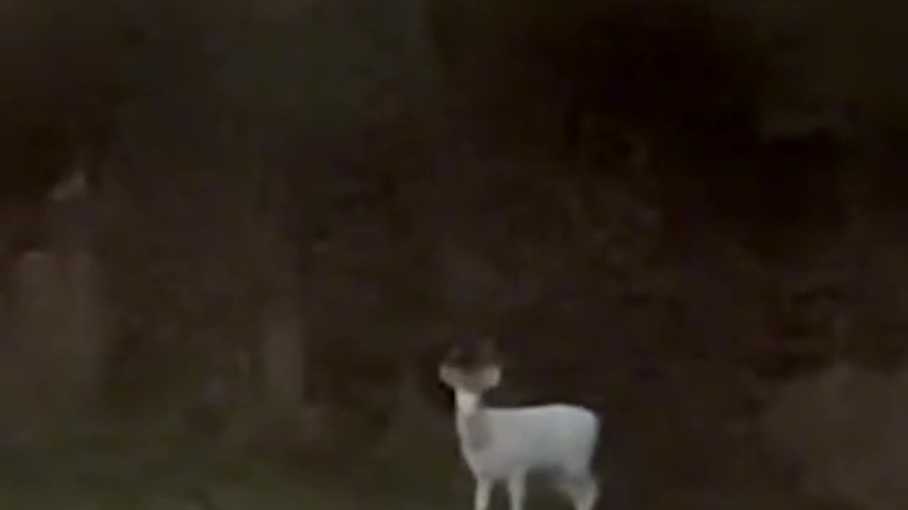 A RARE ALBINO DEER