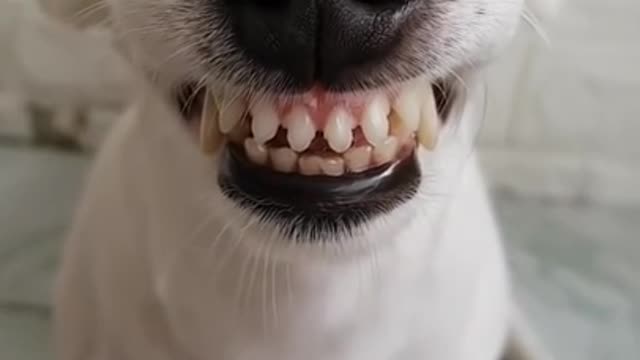 Funny Dog Can Smile