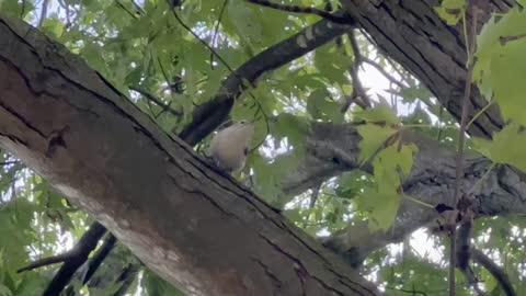 Very hard to track nuthatch