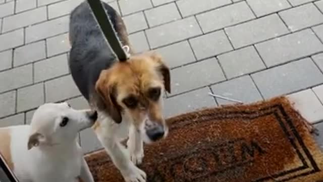 Frightened Rescue Pup Turns Into The Most Playful Little Menace