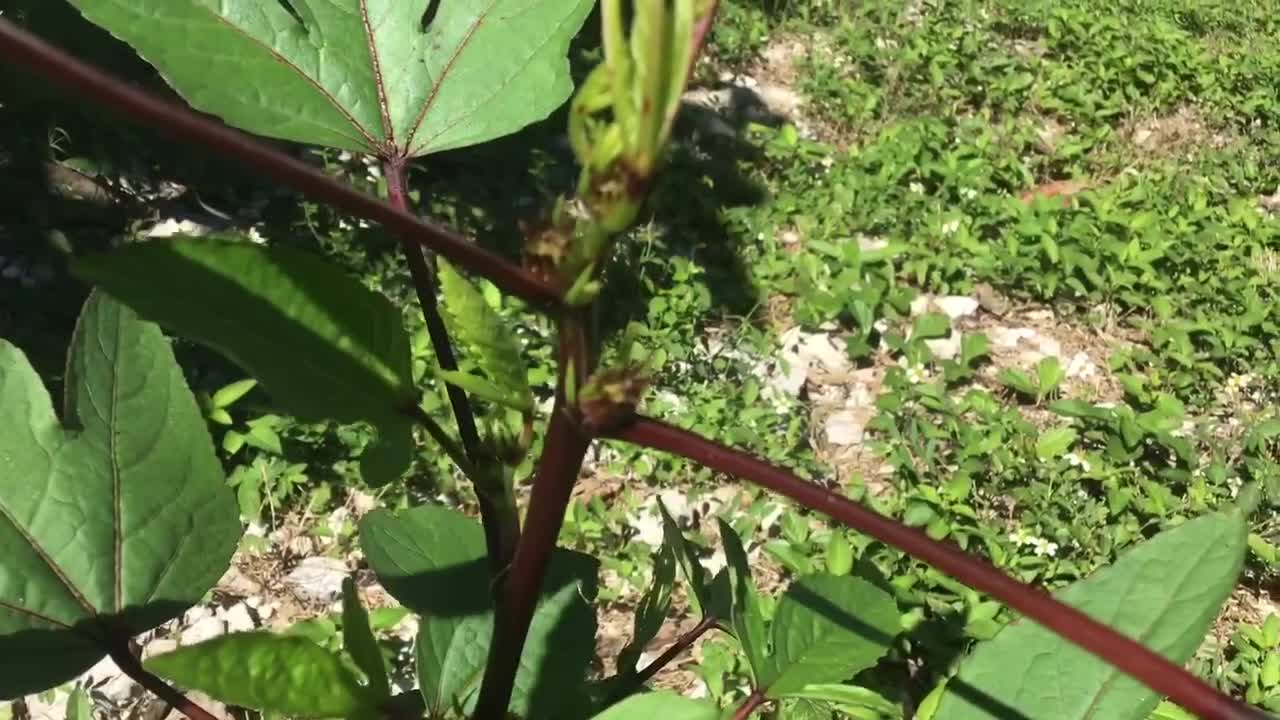 Roselle hibiscus flowering already?