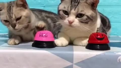 Gato encantador, gato negro, gatos, gatos divertidos, videos divertidos de gatos 1315