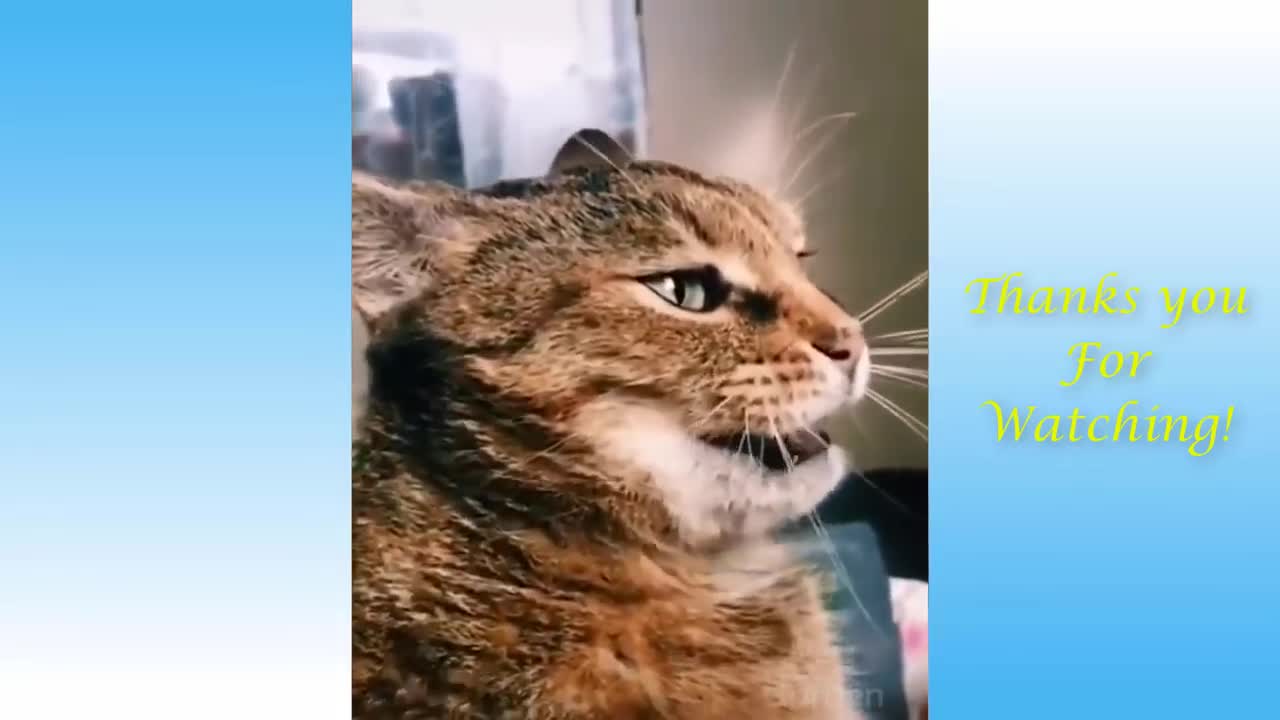 New Video Cute And Funny Animals Compilation #1