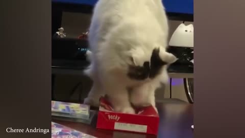 The very best and funniest CAT moments 😅Funny Pet Videos 2024