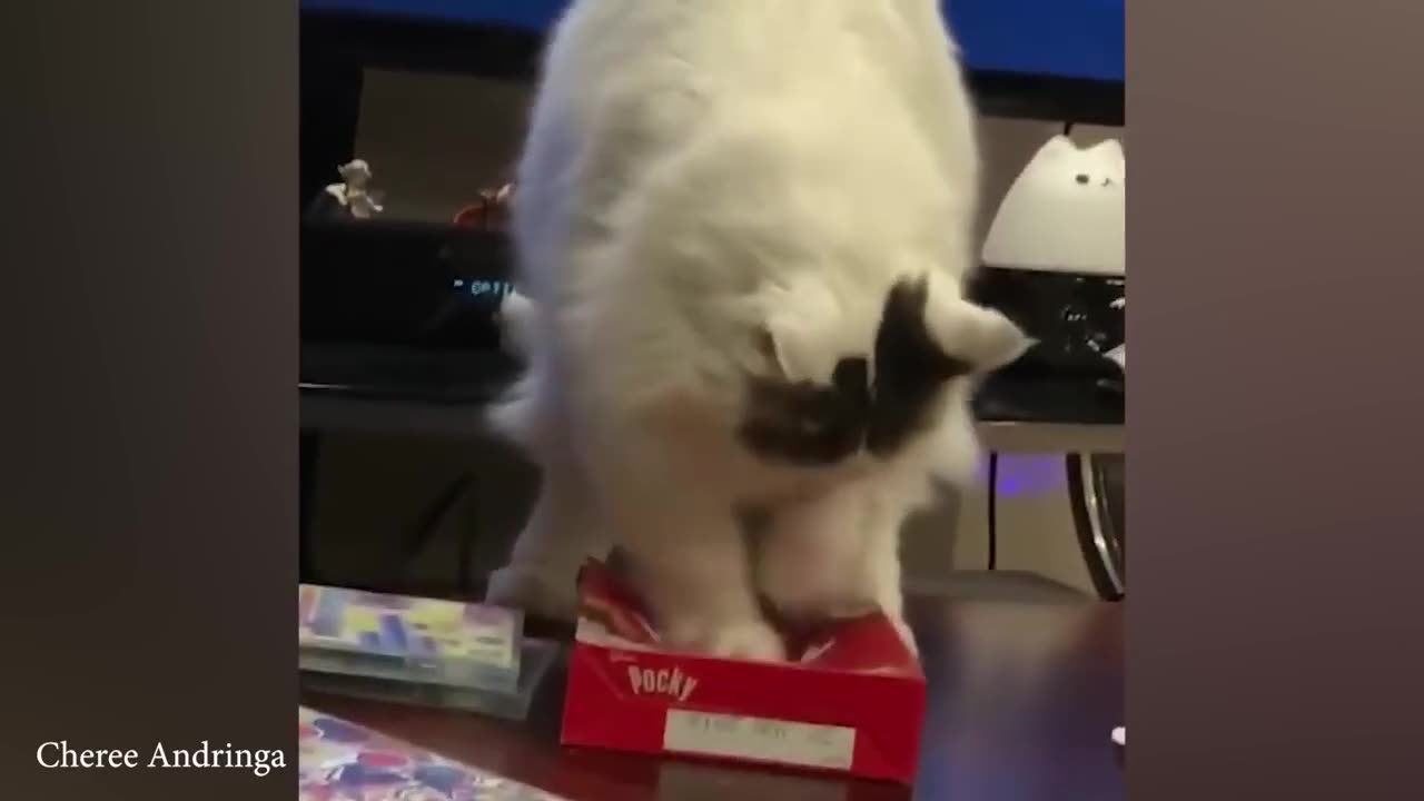 The very best and funniest CAT moments 😅Funny Pet Videos 2024