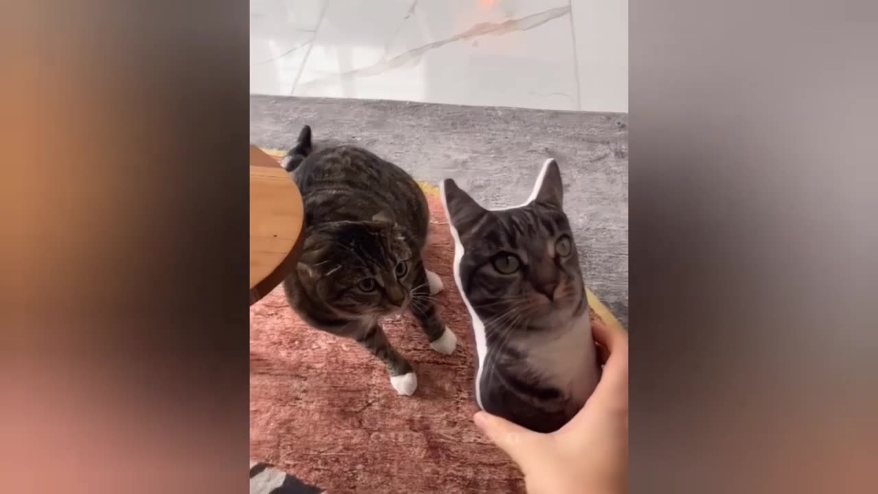 Funny cat unbelievable moment 😂😂😂😂