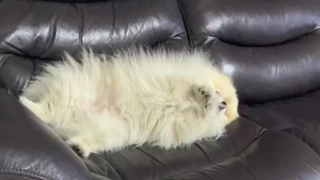 Dog in a good mood