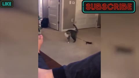 Cat fails to catch the target