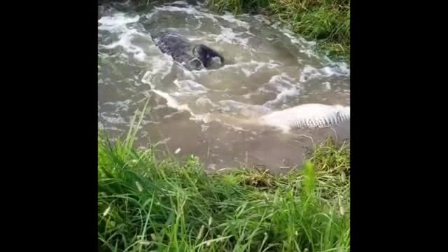 Crocodile eating crocodile