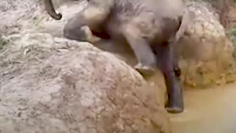 Baby Elephant Gets A Push To Climb Out Of River | The Dodo