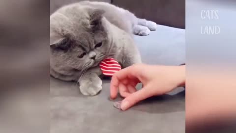 The cat catches the coin himself