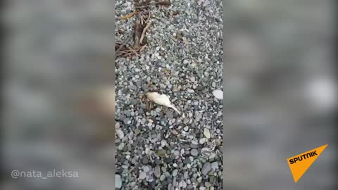 Мертвых птиц обнаружили сегодня на берегу моря в Пицунде