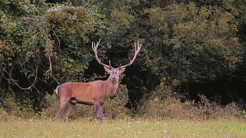 Stunning scenery and wildlife Video