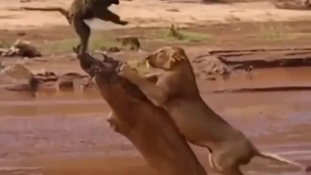 Flagrante da vida animal leoa atacando macaco