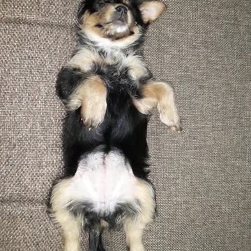 Earless Mia sleeps sweetly.