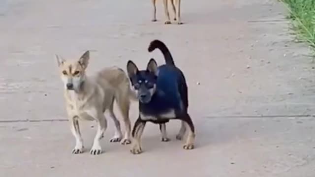 Funny dogs