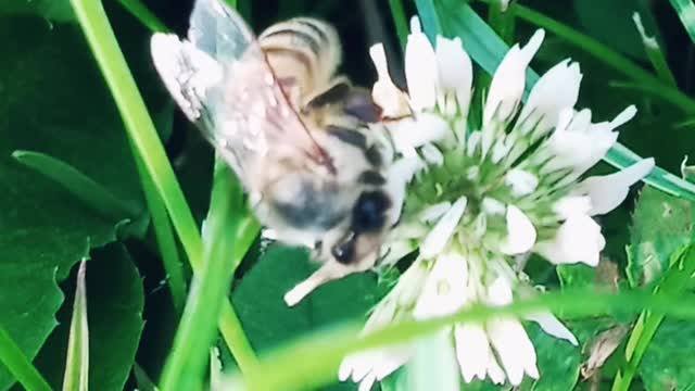 Honey Bee at work