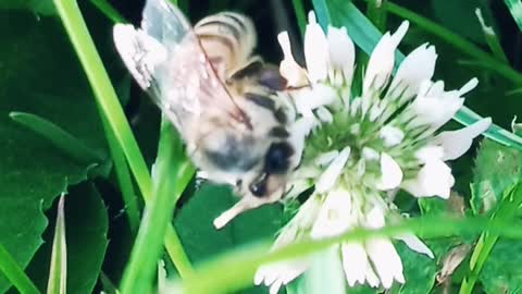 Honey Bee at work